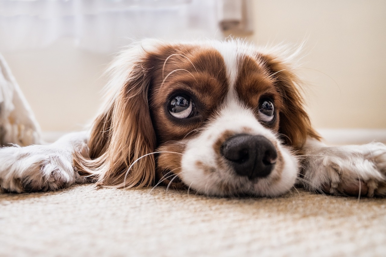 Hundeleid statt Hundeglück