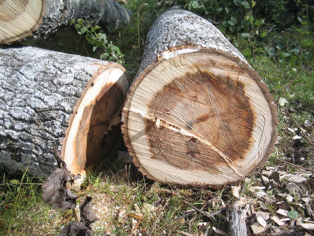 Fällarbeiten im Buerschen Wald