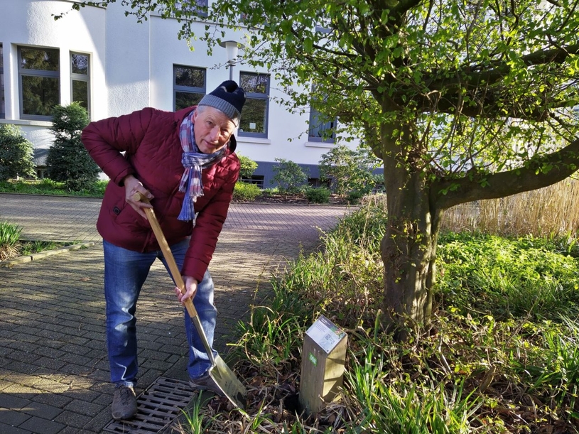 Das verlorengegangene Schild am Baumlehrpfad in der Gladbecker Innenstadt wurde vom Gladbecker Heimatverein zurückgebracht und korrigiert.