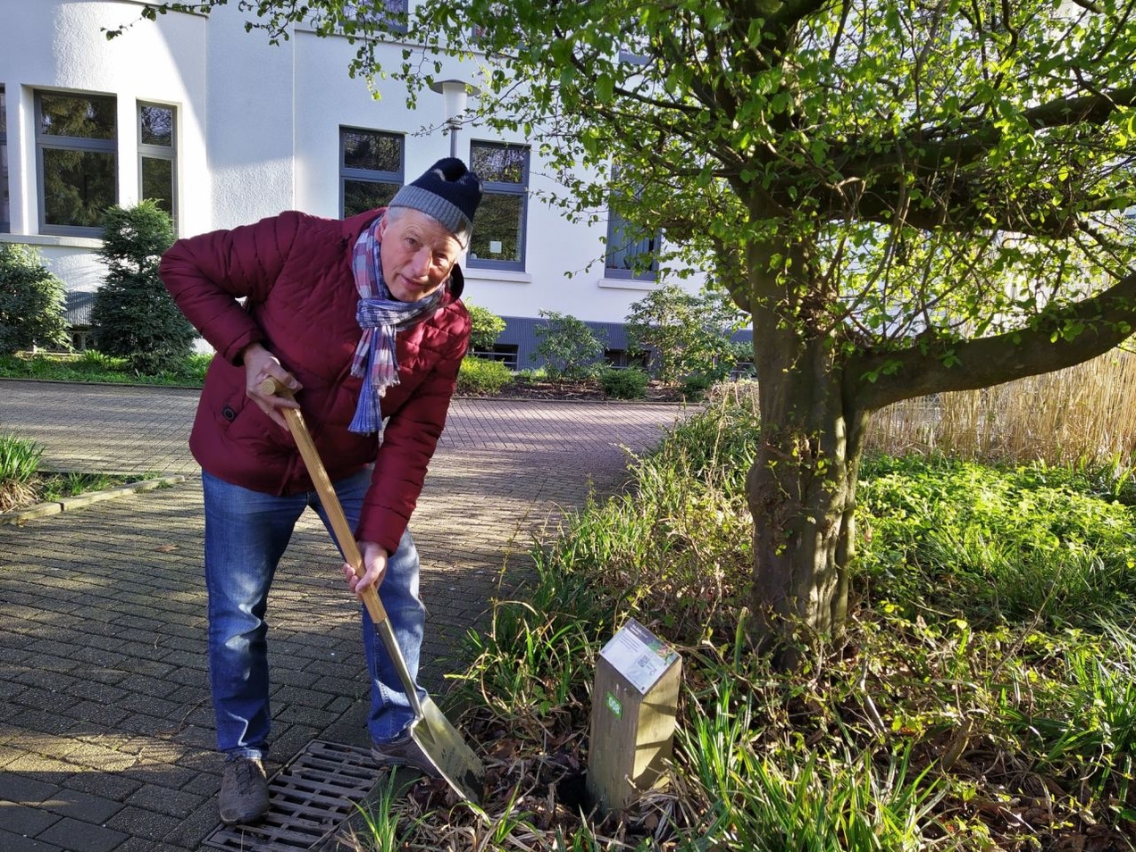 Das verlorengegangene Schild am Baumlehrpfad in der Gladbecker Innenstadt wurde vom Gladbecker Heimatverein zurückgebracht und korrigiert.