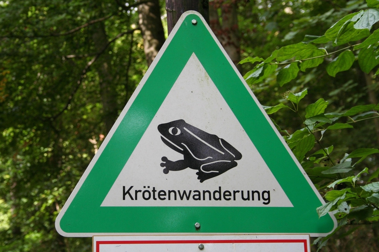 Ehrenamtliche Helfer unterstützen bei  der  Krötenrettung