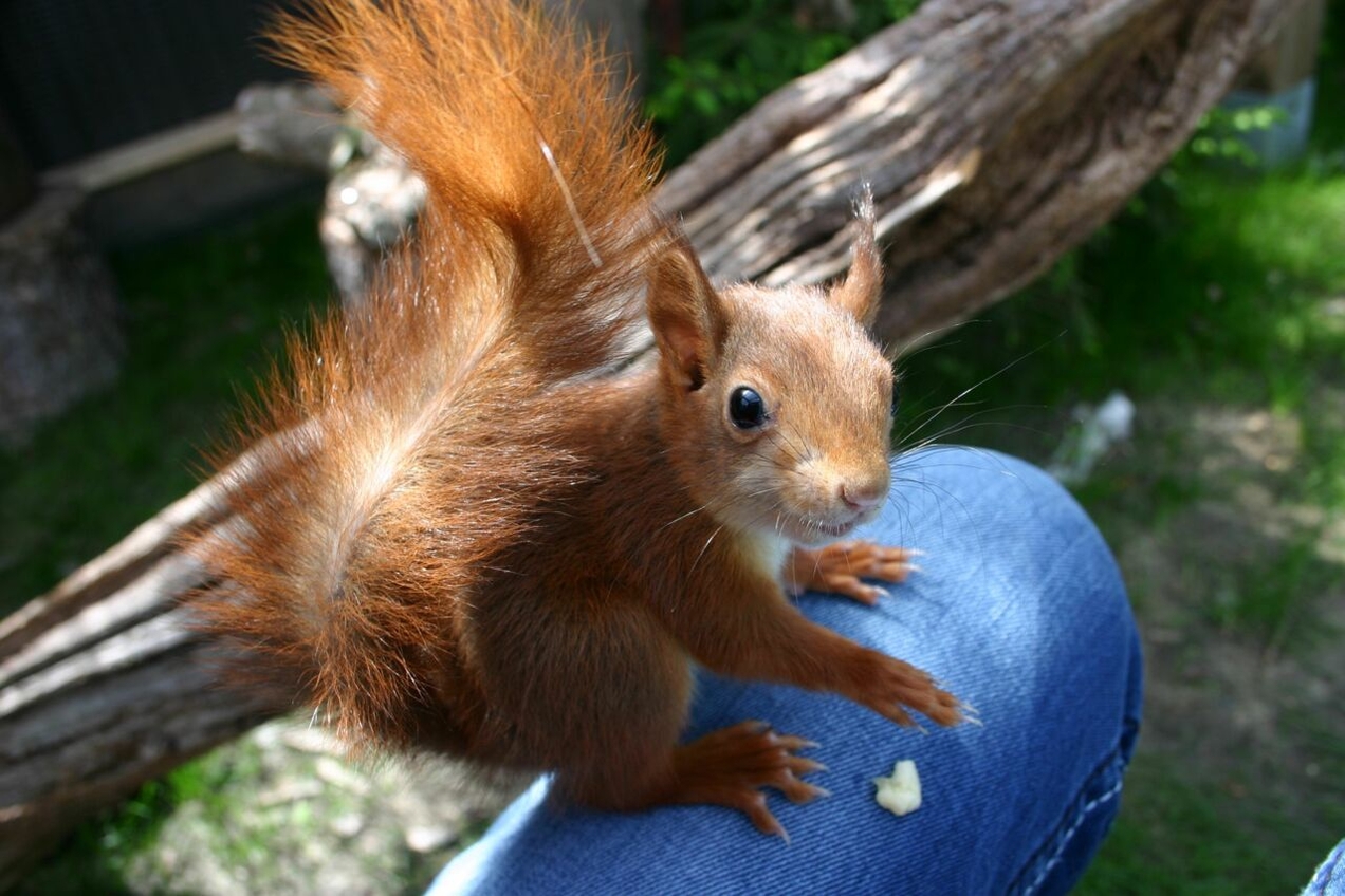 Eichhörnchen in Not