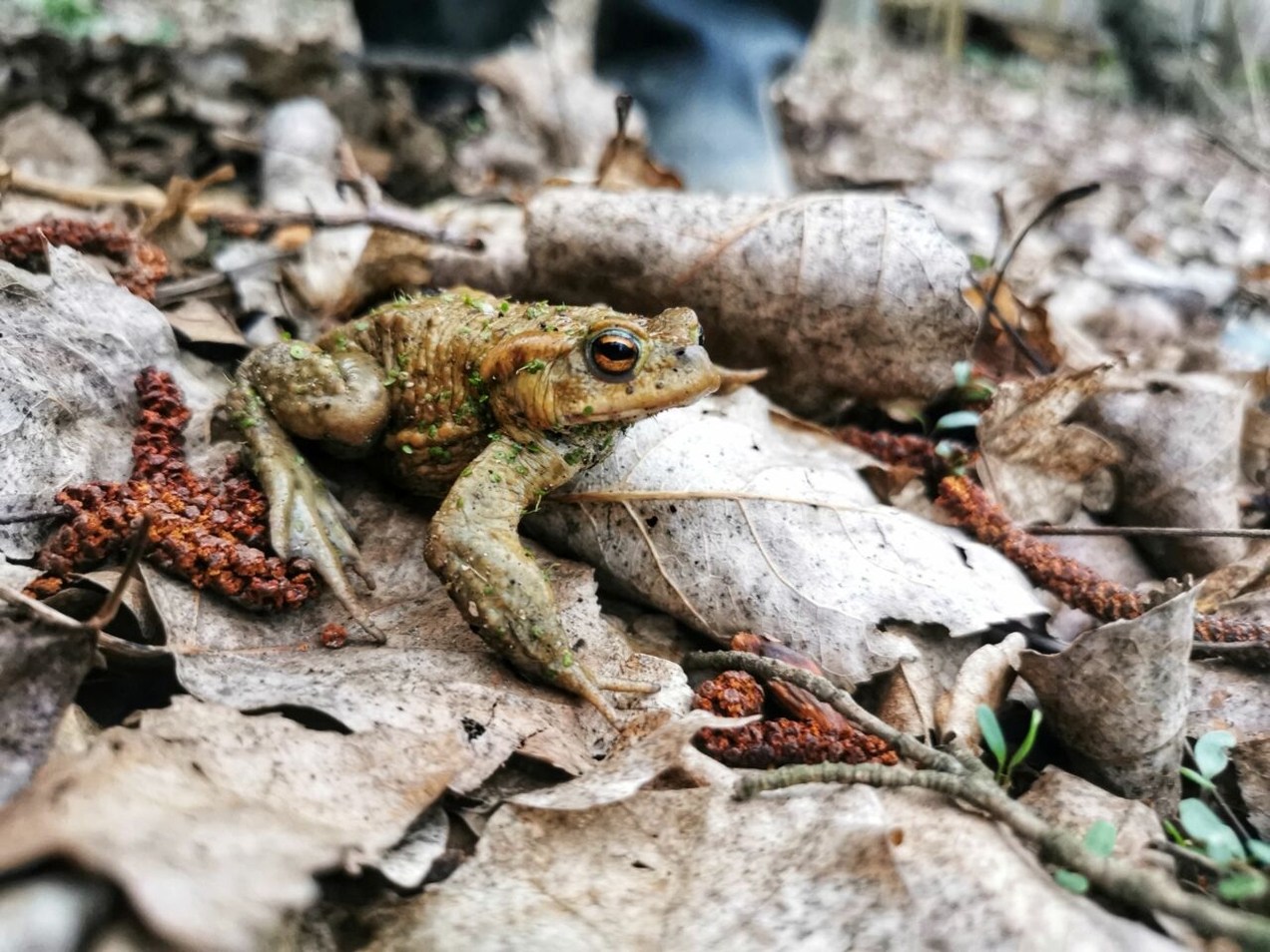 Amphibienschutz in Gladbeck
