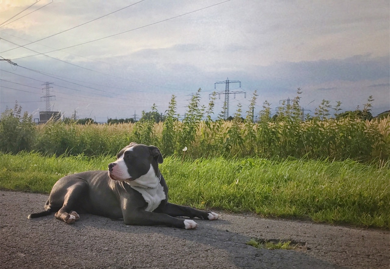 Haltung „gefährlicher oder großer Hunde“ in Gladbeck