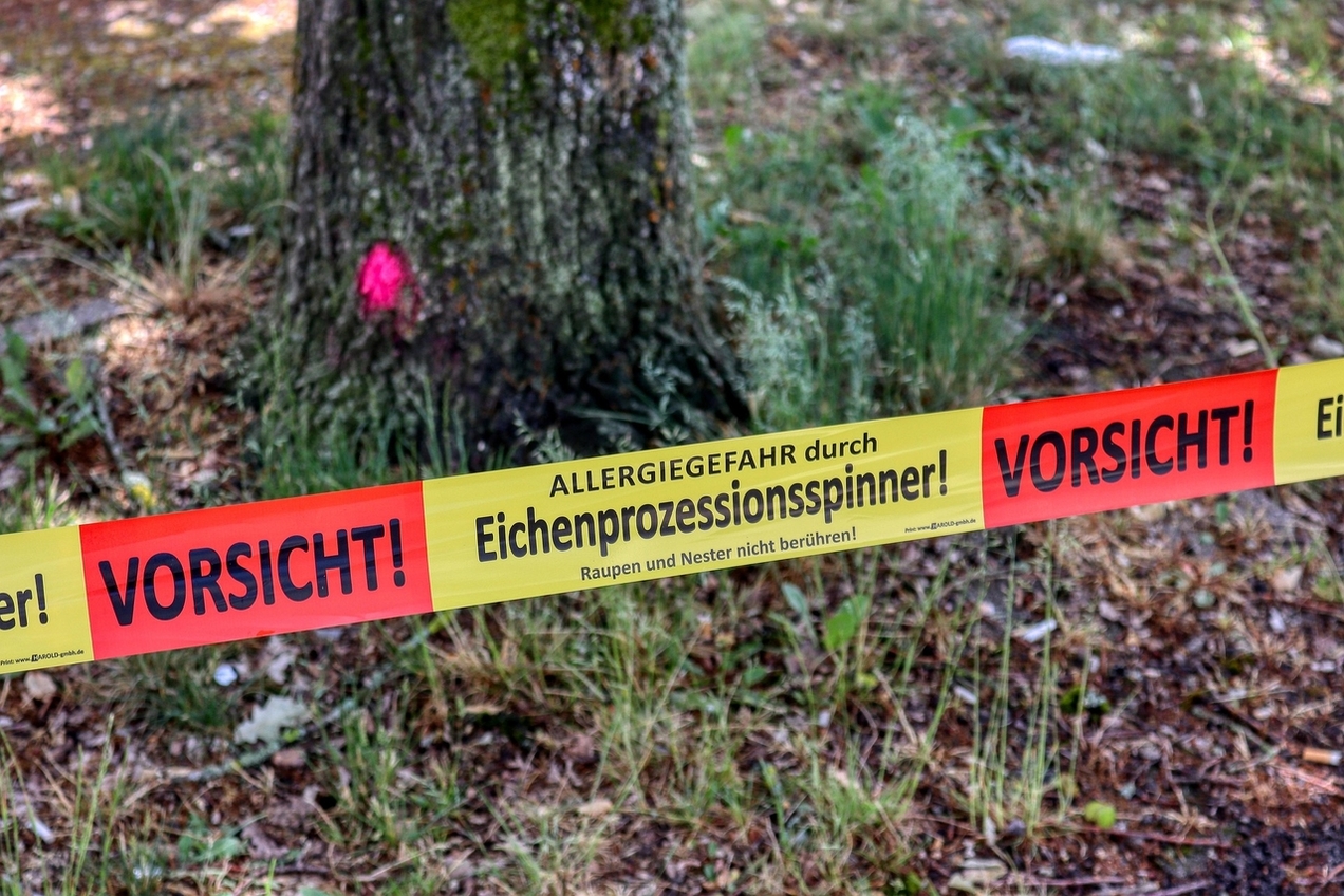 Kampf gegen Eichenprozessionsspinner